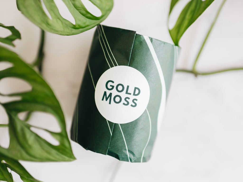 Gold Moss Scottish scented candle, gift wrapped.